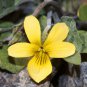 7 seeds - Viola bakeri Bakers Violet Yellow Prairie Violet Plant #ggvm5