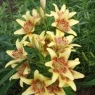 10 seeds - Lilium Asiatic Latvia Plant #ggvm5