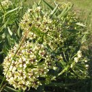 10 seeds - Asclepias asperula Antelope Horns Plant #ggvm5