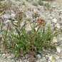 10 seeds - Asclepias asperula Antelope Horns Plant #ggvm5