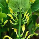 10 seeds - Aristolochia clematitis-Creeping Dutchman Pipe Plant #ggvm5