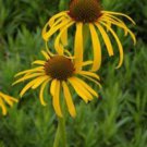 15 seeds - Echinacea paradoxa or Bush's Coneflower Plant #ggvm5