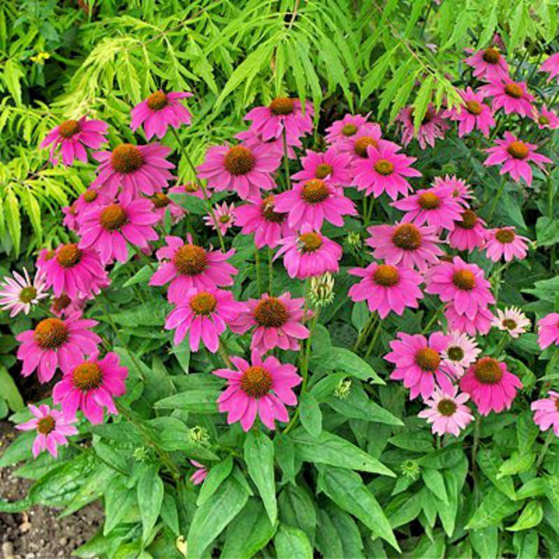 8 seeds - Echinacea PowWow Wild Berry Plant #ggvm5