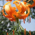 10 seeds - Lilium henryi Henrys Lily Plant #ggvm5