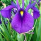 6 seeds - Iris ensata spontanea - Japanese Iris Sword leafed Iris Plant #ggvm5