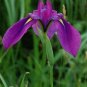6 seeds - Iris ensata spontanea - Japanese Iris Sword leafed Iris Plant #ggvm5