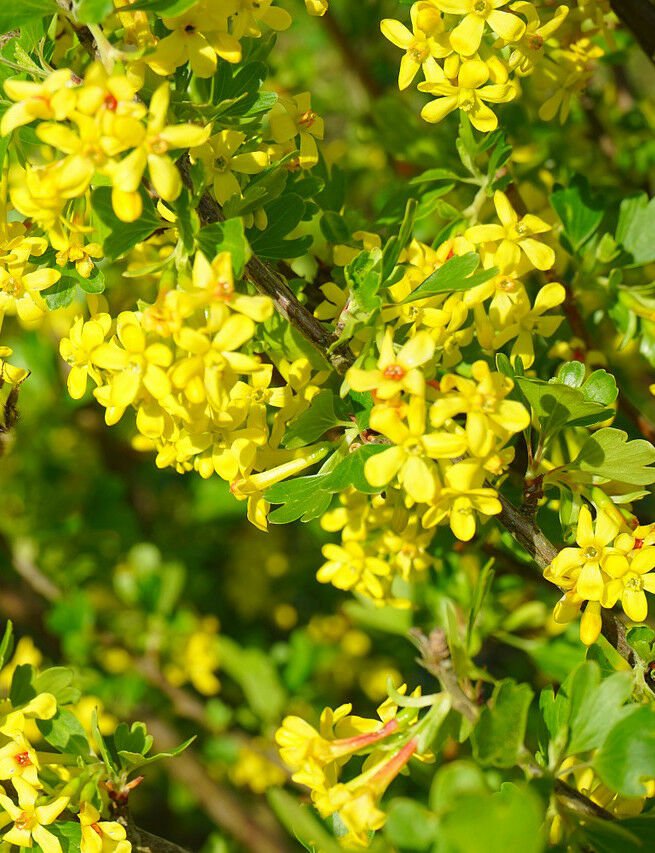 10 seeds - Ribes aureum var gracillimum Golden Currant - Plant #ggvm5