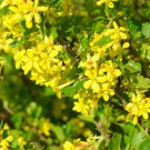 10 seeds - Ribes aureum var gracillimum Golden Currant - Plant #ggvm5