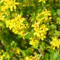 10 seeds - Ribes aureum var gracillimum Golden Currant - Plant #ggvm5