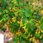 10 seeds - Ribes aureum var gracillimum Golden Currant - Plant #ggvm5
