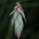 10 seeds - Johnsonia lupulina Hooded Lily Plant #ggvm5