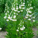 10 seeds - Lilium martagon var. album Plant #ggvm5