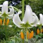 10 seeds - Lilium martagon var. album Plant #ggvm5