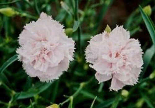 10 seeds - Dianthus caryophyllus Chabaud La France Plant #ggvm5