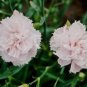 10 seeds - Dianthus caryophyllus Chabaud La France Plant #ggvm5