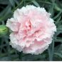 10 seeds - Dianthus caryophyllus Chabaud La France Plant #ggvm5
