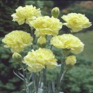 10 seeds - Dianthus caryophyllus Marie Chabaud yellow Plant #ggvm5