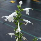 15 seeds - Salvia Summer Jewel White Tropical Sage Plant #ggvm5