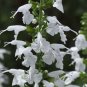 15 seeds - Salvia Summer Jewel White Tropical Sage Plant #ggvm5
