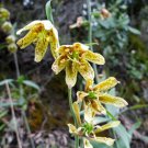 10 seeds - Fritillaria affinis - Chocolate Lily - Checker Lily Plant #ggvm5