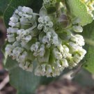 10 seeds - Asclepias arenaria Sand Milkweed Plant #ggvm5