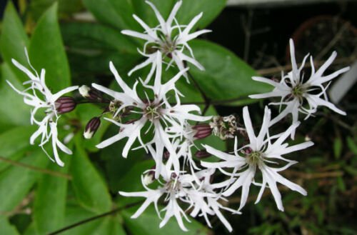 10 seeds - Lychnis flos cuculi alba White Robin Plant #ggvm5