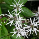 10 seeds - Lychnis flos cuculi alba White Robin Plant #ggvm5