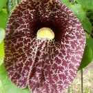 200 seeds - Aristolochia elegans Calico flower Plant #ggvm5