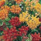 10 seeds - Asclepias tuberosa Gay Butterflies | Pleurisy Root Plant #ggvm5