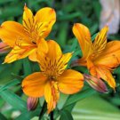 8 seeds - Alstroemeria aurea Plant #ggvm5