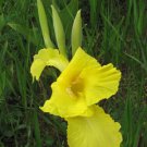 10 seeds - Canna flaccisa - Rare Yellow water canna Plant #ggvm5