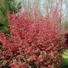 10 seeds - Ribes sanguineum | Red Flowering Currant Plant #ggvm5