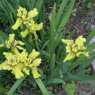 10 seeds - Iris bloudowii Plant #ggvm5