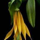 8 seeds - Uvularia grandiflora or Large Bellwort Plant #ggvm5