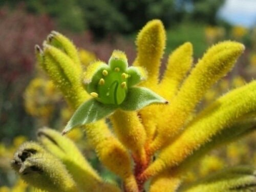 100 seeds - Green Kangaroo Paw Rare - Anigozanthos flavidus Plant #ggvm5