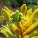 100 seeds - Green Kangaroo Paw Rare - Anigozanthos flavidus Plant #ggvm5