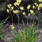 100 seeds - Green Kangaroo Paw Rare - Anigozanthos flavidus Plant #ggvm5
