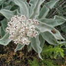 10 seeds - Asclepias eriocarpa Indian Milkweed Plant #ggvm5