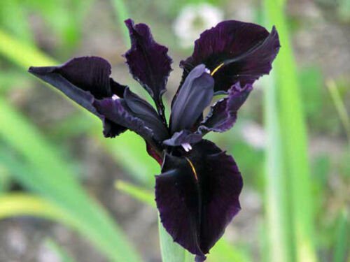 5 seeds - Iris chrysographes Black Gold Plant #ggvm5