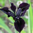 5 seeds - Iris chrysographes Black Gold Plant #ggvm5