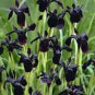 5 seeds - Iris chrysographes Black Gold Plant #ggvm5
