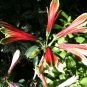 8 seeds - Alstroemeria psittacina or Parrot Lily Plant #ggvm5