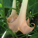 8 seeds - Brugmansia Versicolor Peach Plant #ggvm5