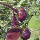 8 seeds - Aristolochia galeata Serra do Japi Plant #ggvm5