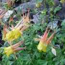 10 seeds - Aquilegia micrantha Small-flowered Columbine Plant #ggvm5