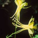 10 seeds - Aquilegia flavescens Golden Columbine Plant #ggvm5