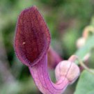 10 seeds - Aristolochia baetica - Rare Pipevine Plant #ggvm5