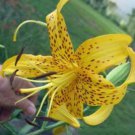 10 seeds - Lilium auratum Plant #ggvm5