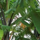 10 seeds - Banana - Musa balbisiana Atia Black Plant #ggvm5