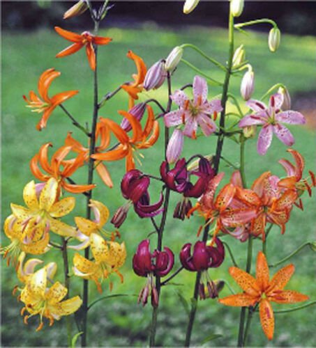 8 seeds - Lilium martagon var. Painted Ladies Plant #ggvm5